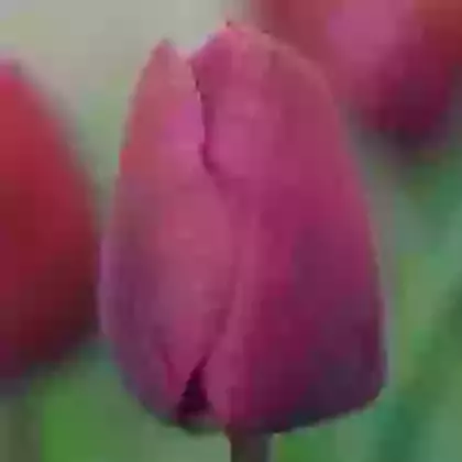 Negrita